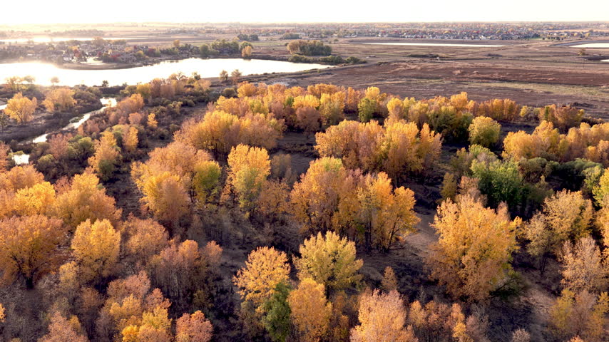 Golden Autumn Cottonwood Forest and Wetlands Aerial View in Northern Colorado. Aerial view of a colorful autumn cottonwood forest in Northern Colorado, showcasing vibrant golden and orange foliage along a natural riparian corridor with winding waterways, wetlands, and residential development in the distance. This cinematic 4K aerial video captures the seasonal beauty of the Colorado landscape and the contrast between natural habitats and expanding communities. Ideal for projects about fall foliage, nature, wetlands, conservation, environmental change, and the American West. 4K. ProRes.