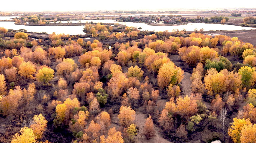 Golden Autumn Cottonwood Forest and Wetlands Aerial View in Northern Colorado. Aerial view of a colorful autumn cottonwood forest in Northern Colorado, showcasing vibrant golden and orange foliage along a natural riparian corridor with winding waterways, wetlands, and residential development in the distance. This cinematic 4K aerial video captures the seasonal beauty of the Colorado landscape and the contrast between natural habitats and expanding communities. Ideal for projects about fall foliage, nature, wetlands, conservation, environmental change, and the American West. 4K. ProRes.