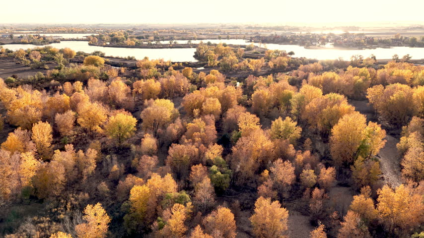 Golden Autumn Cottonwood Forest and Wetlands Aerial View in Northern Colorado. Aerial view of a colorful autumn cottonwood forest in Northern Colorado, showcasing vibrant golden and orange foliage along a natural riparian corridor with winding waterways, wetlands, and residential development in the distance. This cinematic 4K aerial video captures the seasonal beauty of the Colorado landscape and the contrast between natural habitats and expanding communities. Ideal for projects about fall foliage, nature, wetlands, conservation, environmental change, and the American West. 4K. ProRes.