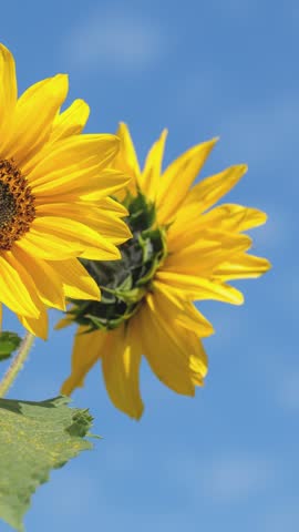 A close-up view of beautiful sunflowers showcasing their vibrant yellow petals and detailed centers. This nature-inspired content captures the beauty of blooming flowers, summer landscapes, and the cheerful charm of sunflowers.