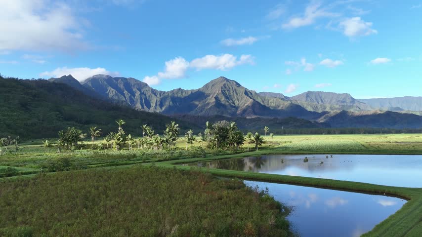 Hanalei Valley, Kauai, Hawaii – 4K aerial footage of dramatic green mountain peaks reflected in flooded agricultural fields, creating a scenic tropical landscape.