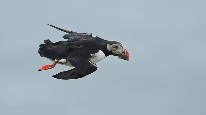 Incredible precision shot of a flying puffin balancing in mid-air while carrying small sand eels inside its mouth.