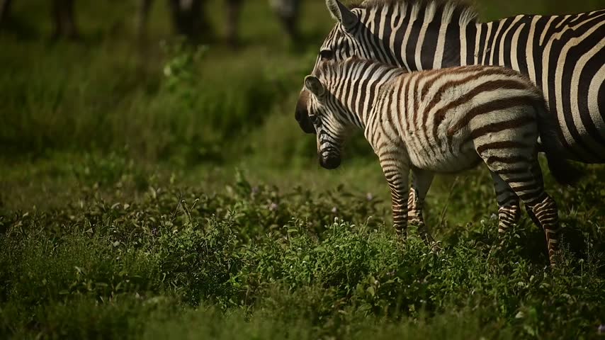 Beautiful Zebra with her calf walking in across the lush green plains