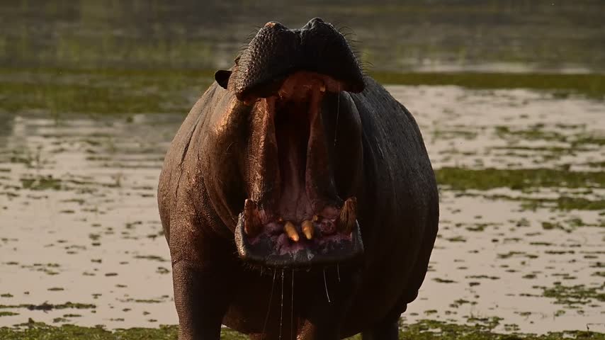 Slow Motion: Menacing Hippo Staring Intently Directly Facing the Camera Lens With Mouth Open