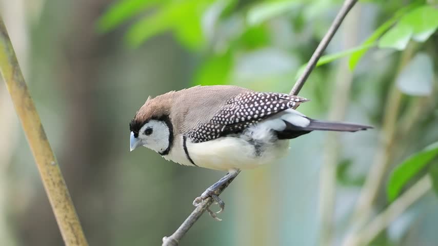 Close up of a wild double barred finch with speckled wings perched on a thin diagonal branch against a soft green background