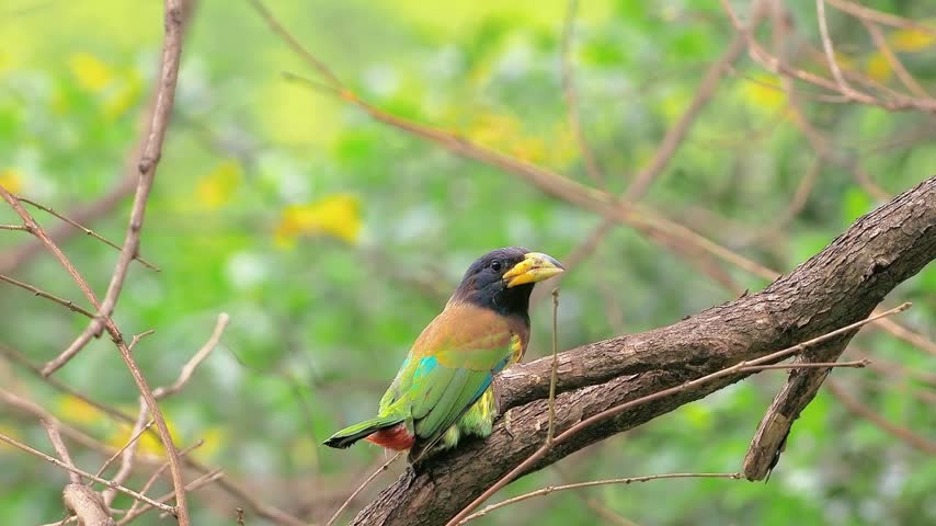 Close up of a colorful wild barbet bird with a large yellow beak perched on a thick tree branch against a natural green background