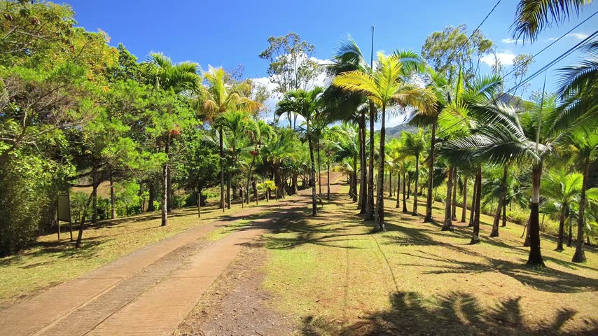 Tropical landscape with palm trees and mountains on a sunny day