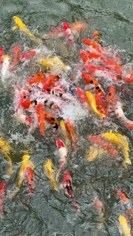 Koi fish with various colors in the pond.