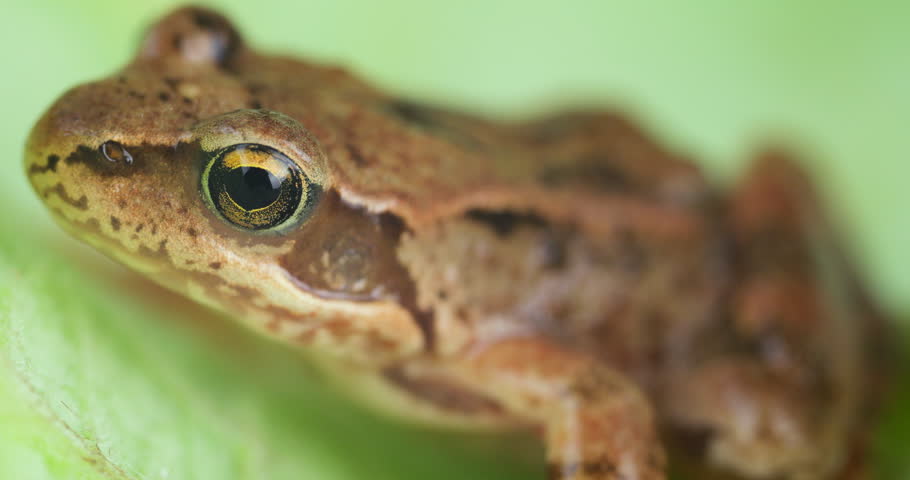 A beautiful and amusing frog. A macro video capturing the frog and its eyes up close.