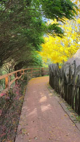 Autumn path with colorful trees