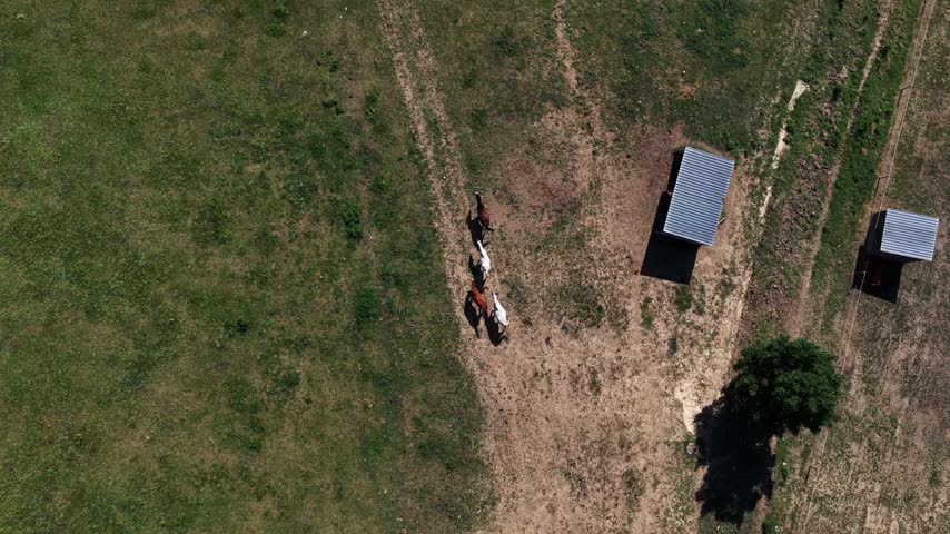 Horses grazing in a mountain meadow top down in Lles de Cerdanya, Pyrenees, Catalonia, Spain.