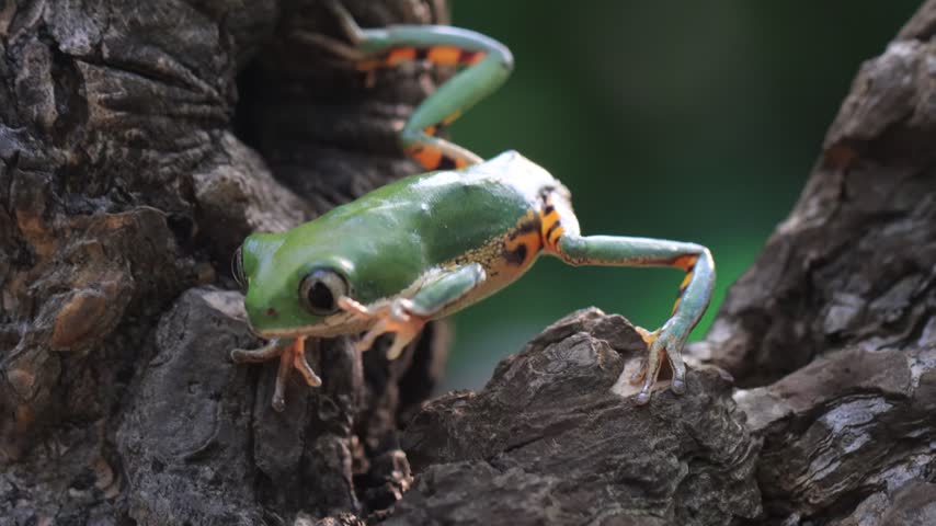 Phyllomedusa hypochondrialis climbing on bark, Northern orange-legged leaf frog or tiger-legged monkey frog closeup on bark