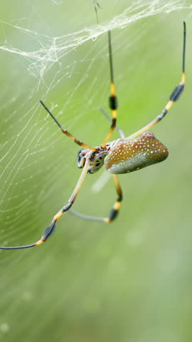 Close up of a female golden silk orb weaver spider, also known as Nephila clavipes, waiting on her web with a much smaller male nearby. Vertical