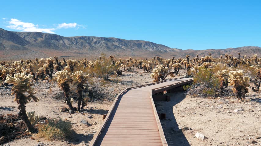 Wooden boardwalk winding through cholla cactus garden under bright blue sky, showcasing arid desert landscape, mountain scenery and unique flora in joshua tree national park. Pov walking person