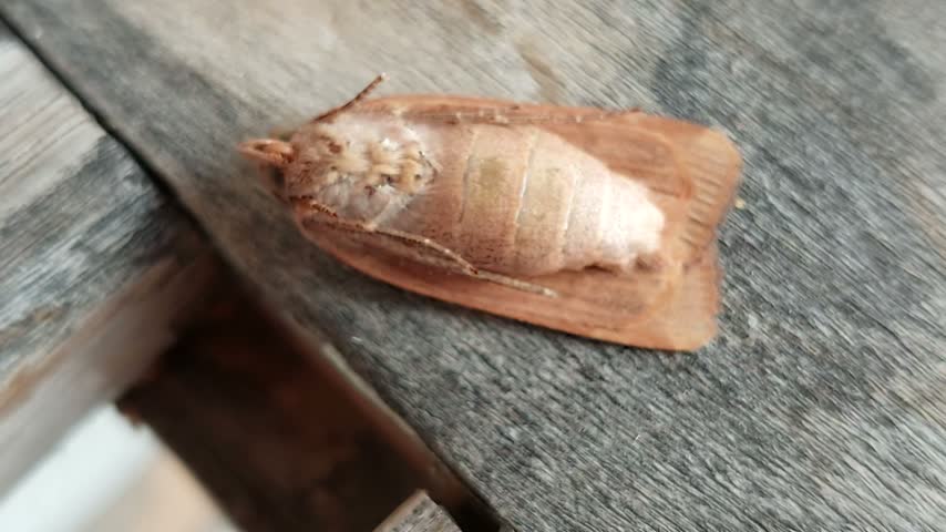 brown moth showing underside and abdomen resting on wood
