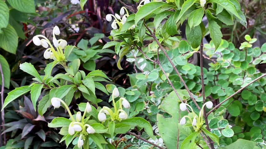 Rotheca microphylla, commonly known as the musical notes plant or Clerodendrum incisum, has traditional and studied medicinal uses. It is traditionally used in various regions (including parts of Africa and Myanmar) to treat fever, inflammation, and skin disorders.
