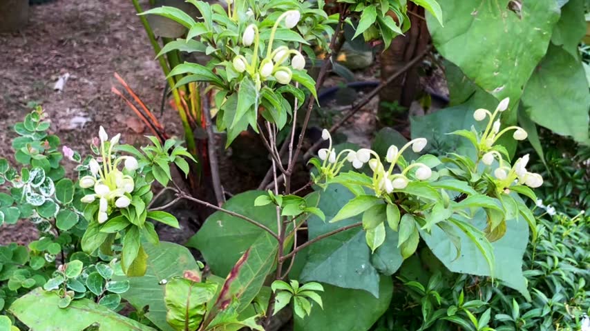 Rotheca microphylla, commonly known as the musical notes plant or Clerodendrum incisum, has traditional and studied medicinal uses. It is traditionally used in various regions (including parts of Africa and Myanmar) to treat fever, inflammation, and skin disorders.
