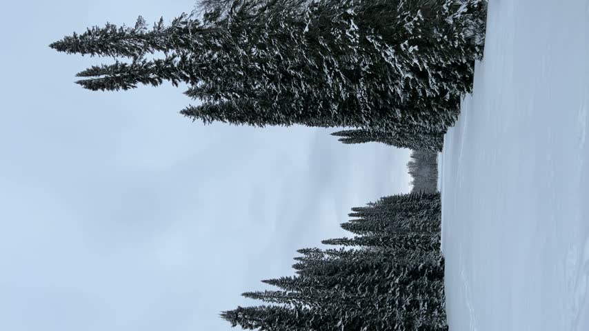Snow covered winter pathway lined with tall evergreen pine trees heavily dusted with fresh white snow