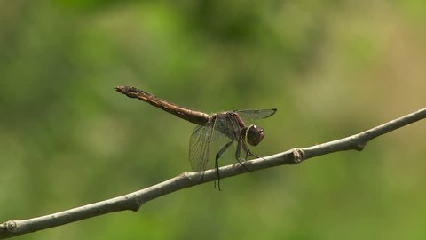 A female Slaty Skimmer (Libellula incesta) dragonfly perches on vegetation in summer.