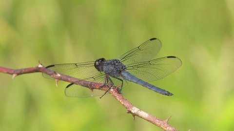 A male Slaty Skimmer (Libellula incesta) dragonfly perches on vegetation in summer.