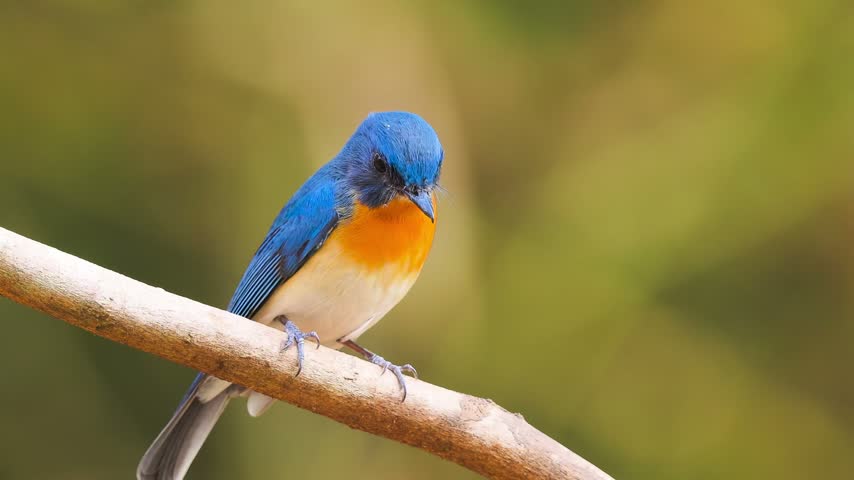 A small blue and orange bird perched on a branch.