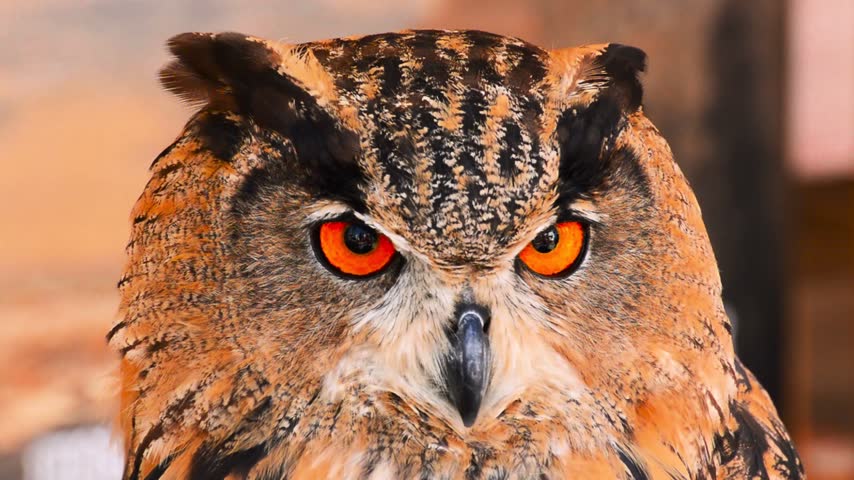 Static close up shot of an eagle owl head.