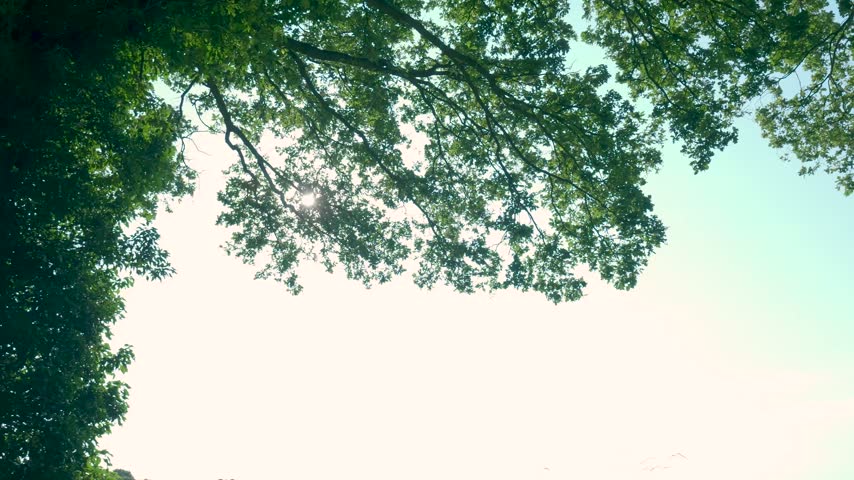 Sunlight shining through green tree canopies in forest