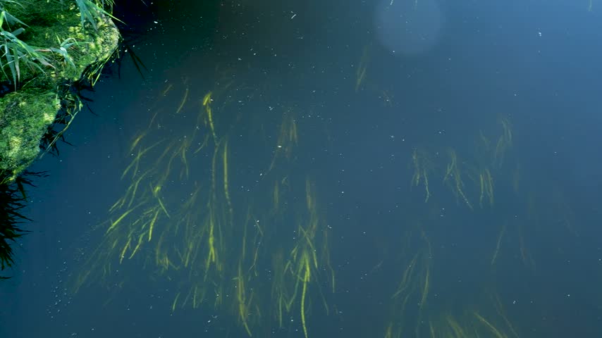 Aquatic plants swaying in flowing river water gently