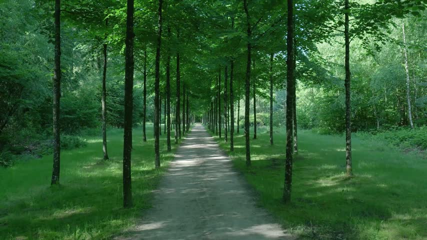 Dirt path leading through symmetrical tree alley in green forest park