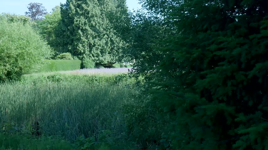 Lush green wetland meadow surrounded by forest trees
