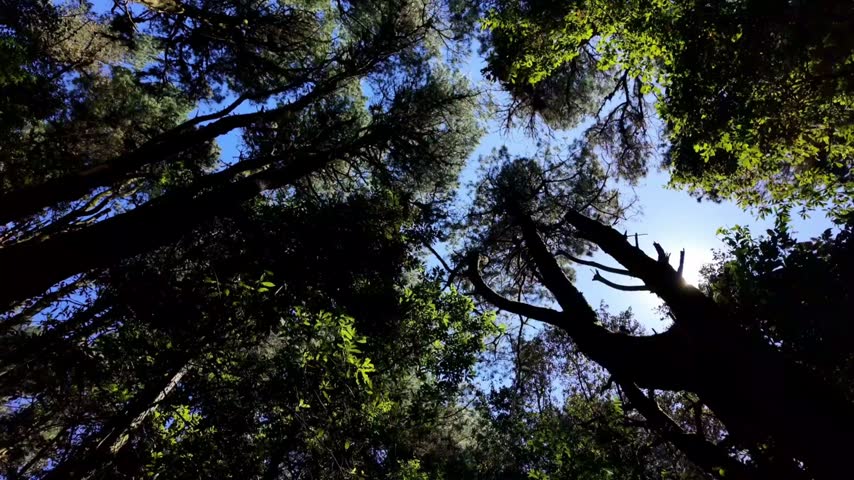 Sunlight Through the Forest Trees