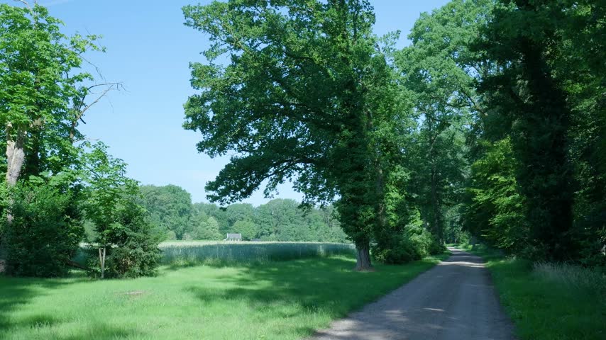Dirt road leading through lush green forest and meadows on sunny day