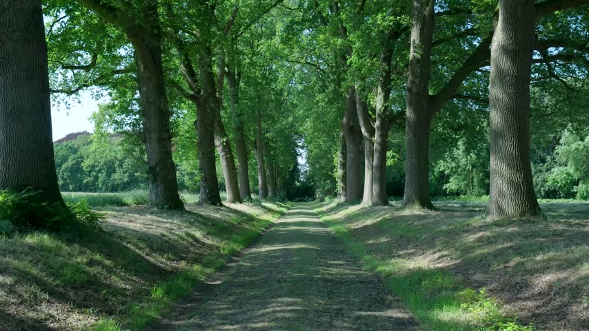 Path through a tree alley in forest in summer
