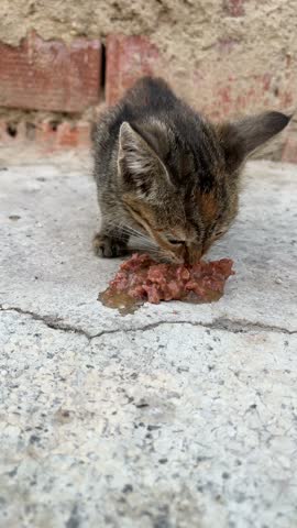 Hungry stray kitten eats wet canned food ravenously from a cracked concrete pavement outdoors near a brick wall