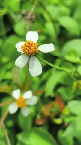 Macro Close-Up of Spanish Needle Wildflower Blossoms in Natural Green Surroundings