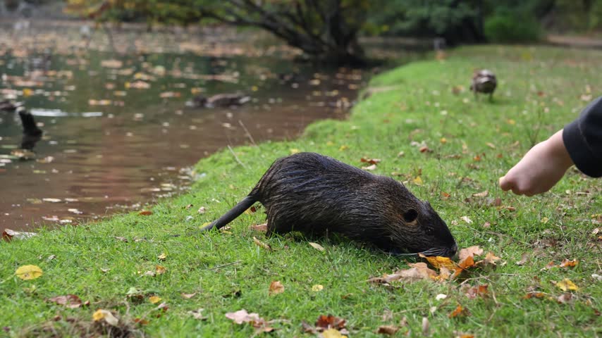 Hand feeding a nutria on the grassy bank of a pond, autumn leaves, Pirmasens, Rhineland Palatinate, Germany