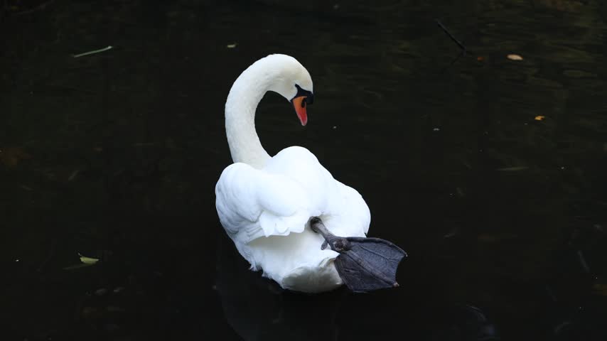 White mute swan preening on dark water, close, Pirmasens, Rhineland Palatinate, Germany