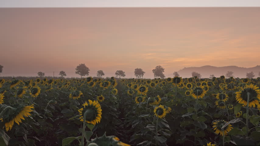 Sunflower field blooming in rural countryside with hazy mountains landscape during soft morning light.