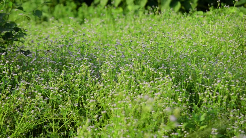 Blooming Purple Wild Flowers and Green Grass in Meadow Landscape