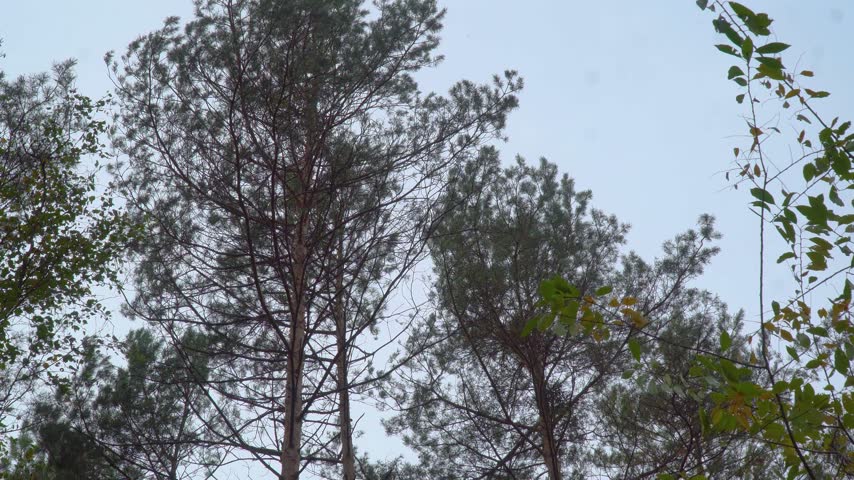 Tall pine trees and yellowing birch leaves swaying in the wind in a misty autumn forest, low angle view up into the treetops against a pale sky