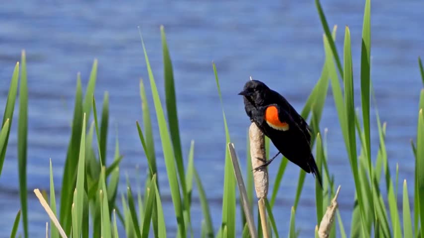 Red Winged Blackbird on Reed