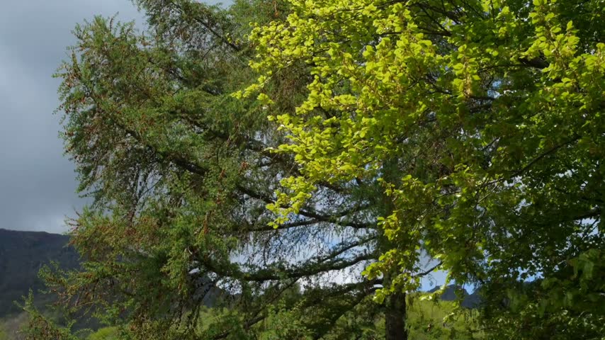 Lush Green Trees Mountain Landscape