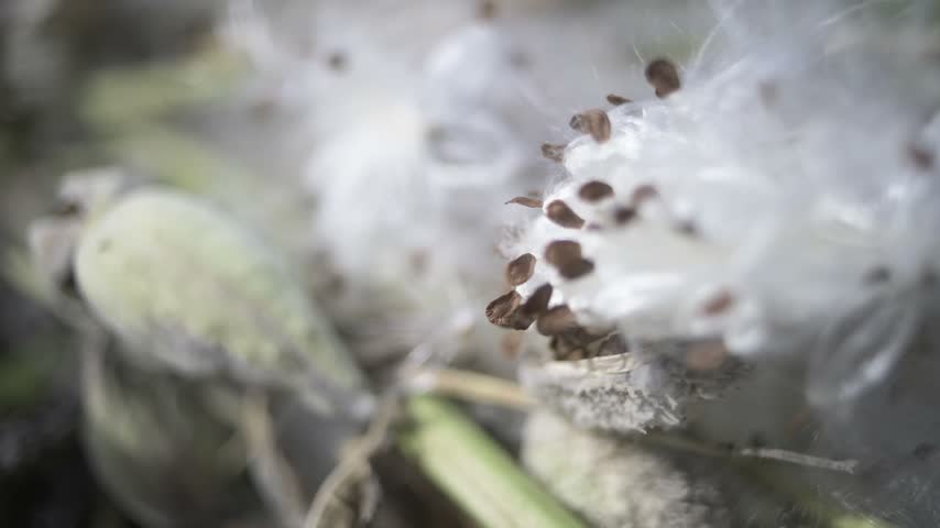 Pile of Common Milkweed pods (Asclepias syriaca) with seeds bursting out, moving in a gentle fall breeze.