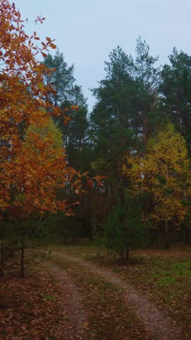 Winding forest path in an autumn mixed forest with fallen leaves