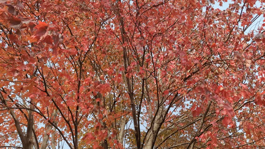 A bright red tree at peak fall color blowing around on a windy day in the Midwest.