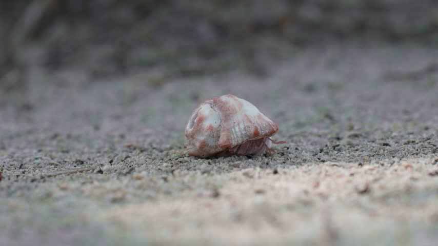 Hermit Crab in Pink Shell on Sikandang Sand