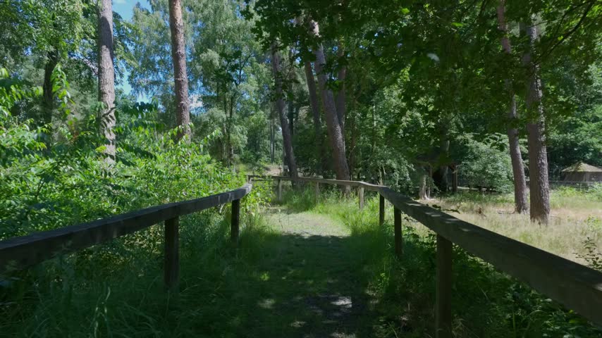 Wooden Boardwalk with Railings through a Sunlit Forest in Germany