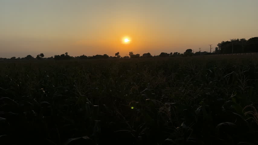 Wide shot of the sun setting over a cornfield.
