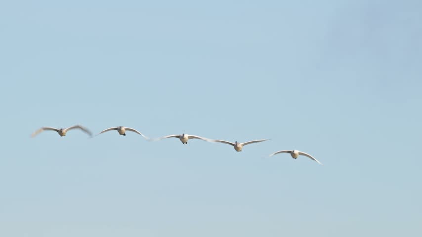 Group of swans fly across blue sky in close formation