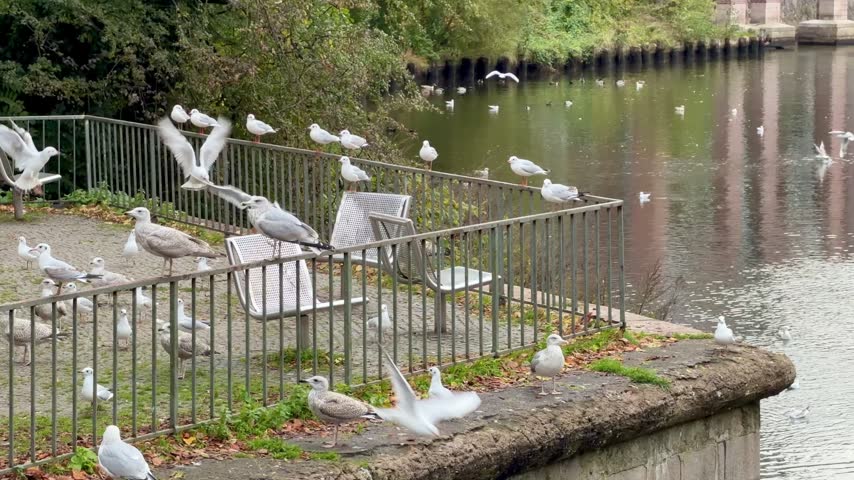 Flock of Seagulls Flying and Perching on Stone River Embankment